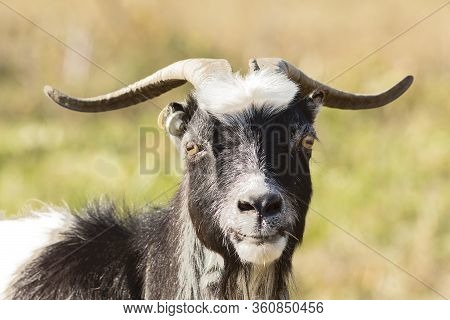 Cute Billy Goat Portrait, Domestic Animal Looking At The Camera