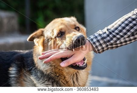 An Adult, Aggressive Male German Shepherd Attacks A Man And Bites His Hand. Training Pets.