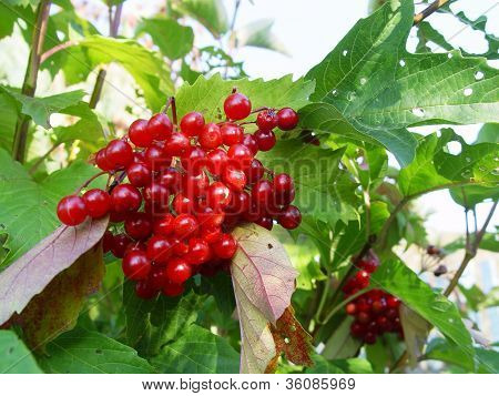 Ashberry