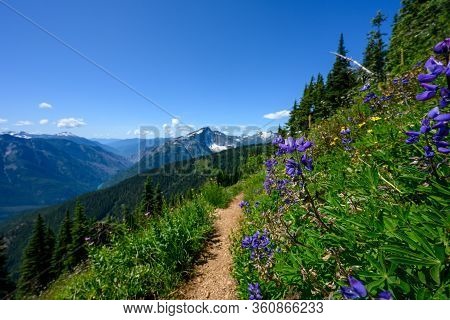 Lupine Line Trail In North Cascades Mountains