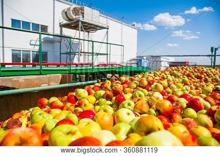 Ripe Apples Being Processed And Transported In An Industrial Production Facility