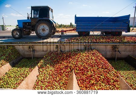 Ripe Apples Being Processed And Transported In An Industrial Production Facility