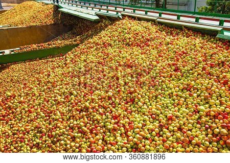 Ripe Apples Being Processed And Transported In An Industrial Production Facility