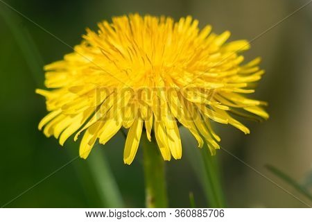 Yellow Dandelion, - Close Up, A Refreshing Spring Image. Burst, Erpe-mere, Belgium.