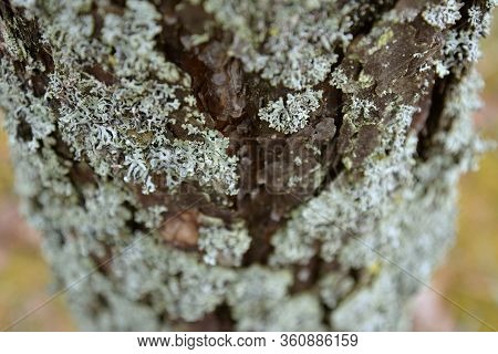 White Lichen On A Tree Bark In A Forest. Macro View.