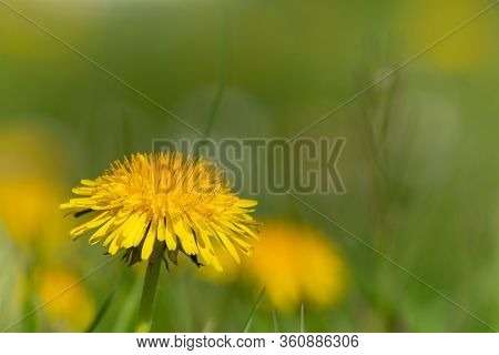 One Dandelion Flower Head Among Many. Spring In My Dad's Garden. Burst, Erpe-mere, Belgium.