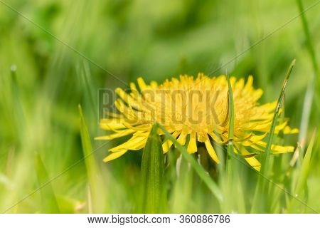 Dandelion Hiding In The Grass