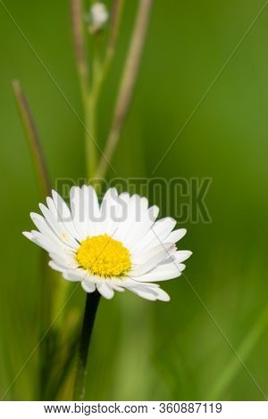 Single Daisy - Vertical Framing