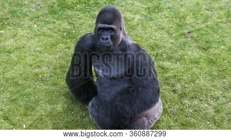 Black Gorilla Sits On The Grass In Zoopark.