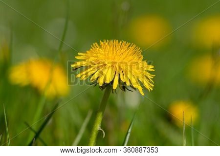 Simple Beauty