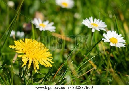 A Dandelion Among Daisies
