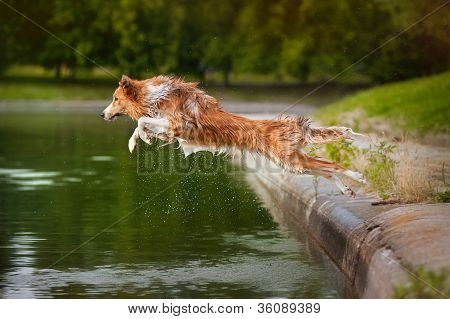 Hund springt ins Wasser
