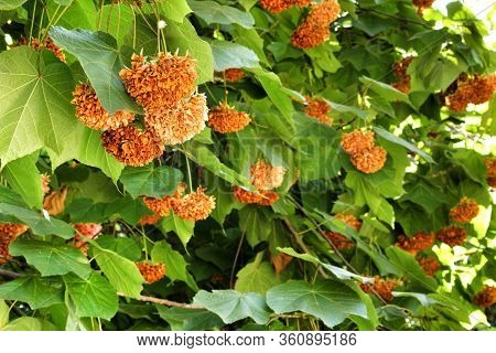 Dombeya X Cayeuxii Plant At The Botanical Garden Of Lisbon