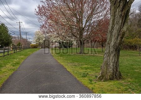 Spring Blossoms In Full Bloom In Joe Palaia Park In Ocean Township New Jersey.