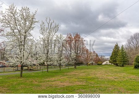 Spring Blossoms In Joe Palaia Park In Ocean Township New Jersey.