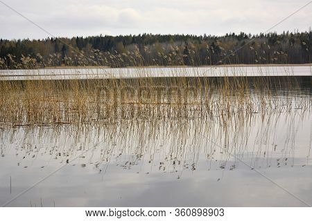 Southern Karelia, Finland, May, 10, 2014, Mirror Water Surface Reflecting Sunlit Clouds. Dry Grass S