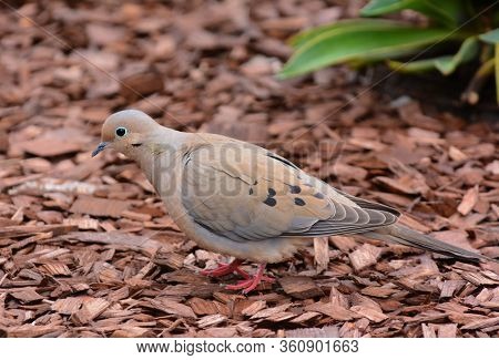 A Mourning Dove, Zenaida macroura, on the ground in a suburban garden.