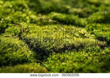 Beautiful green moss on the forest ground close up. Macro shot. Selective focus, shallow depth of field