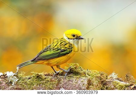 Silver-throated Tanager (tangara Icterocephala) Sitting On A Branch, Costa Rica
