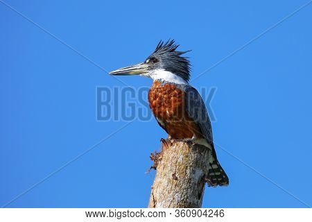 Ringed Kingfisher (megaceryle Torquata) Sitting On A Wooden Pole, Costa Rica