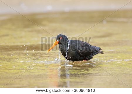 Variable Oystercatcher (haematopus Unicolor) Bathing In Shallow Water, Abel Tasman National Park, So