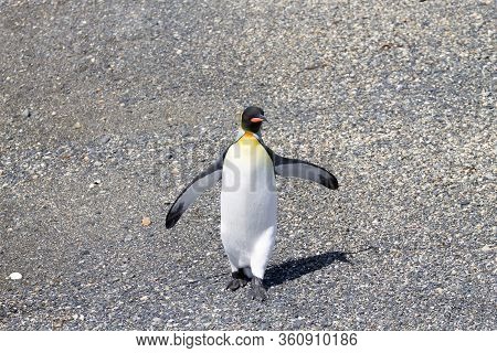 King Penguin On Martillo Island Beach, Ushuaia. Tierra Del Fuego National Park. Chilean Wildlife