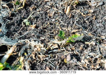 Closeup Fertile Soil In Spring After Fertilizing With Green Manure Planted Since Autumn, Selective F