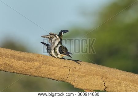 Female Green Kingfisher (chloroceryle Americana) Perched On A Tree, Costa Rica