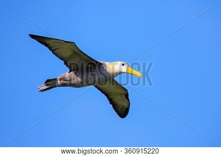 Waved Albatross (phoebastria Irrorata) In Flight On Espanola Island, Galapagos National Park, Ecuado