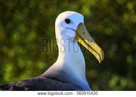 Portrait Of Waved Albatross (phoebastria Irrorata) On Espanola Island, Galapagos National Park, Ecua