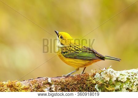 Silver-throated Tanager (tangara Icterocephala) Sitting On A Branch, Costa Rica
