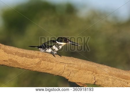 Female Green Kingfisher (chloroceryle Americana) Perched On A Tree, Costa Rica