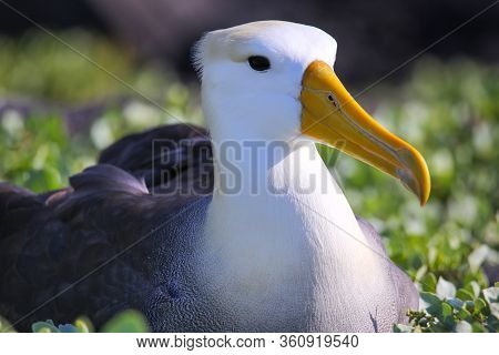 Portrait Of Waved Albatross (phoebastria Irrorata) On Espanola Island, Galapagos National Park, Ecua