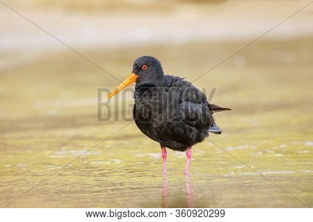 Variable Oystercatcher (haematopus Unicolor) Standing In Shallow Water, Abel Tasman National Park, S