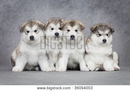 Dört Malamute kukla