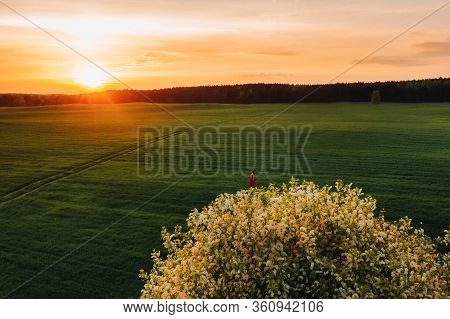 A Beautiful Girl In Spring In A Red Dress Is Walking In A Field At Sunset. Taken From The Air By A Q