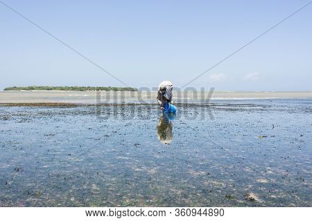 The Man Catch A Ophiura Albida In Sea