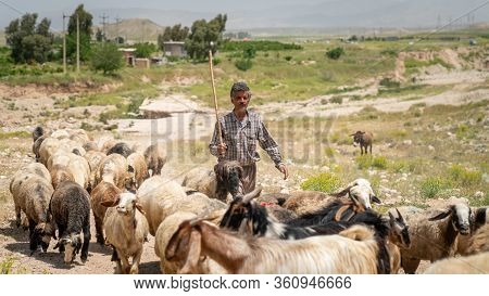 Shiraz, Iran - May 2019: Qashqai Turkish Shephard Man With His Goats