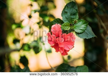Goa, India. Close View Pink Flower Of Hibiscus Rosa-sinensis.