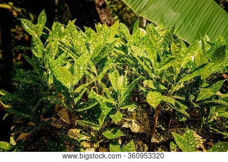 Goa, India. Green Leaves Of Codiaeum Variegatum In Summer Sunny Day.