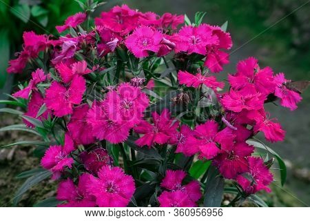 Colorful Flower And Vegetation During The Spring Season
