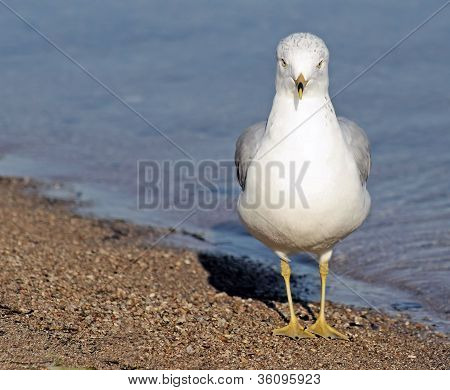 Seagull On Beach