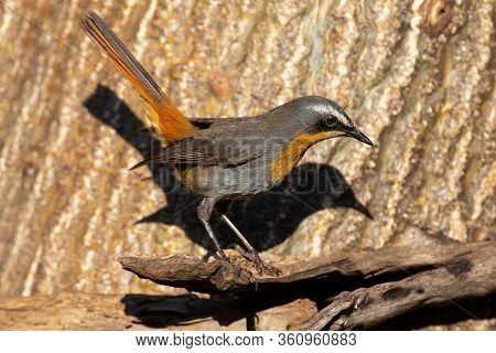 Cape Robin Sitting On A Dead Branch Looking For Some Food