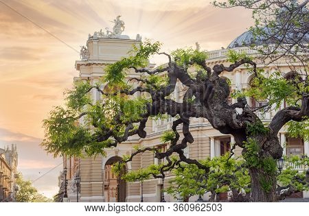 Old Tree Of Sophora Japonica With Artificially Formed Branches And Young Spring Leaves Against The T