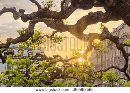 Artificially Shaped Twisted Branches Of Old Sophora Japonica Trees With Young Spring Leaves On A Blu