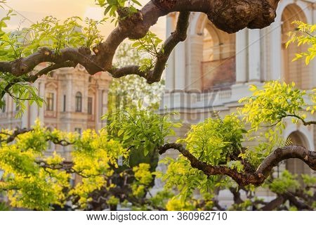 Shaped Twisted Branches Of Sophora Japonica Tree With Young Spring Leaves On A Blurred Background Of