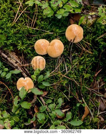 Suillus Bovinus, Mushroom Or Bovine Bolete, Edible Wild Mushroom.