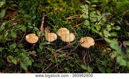 Suillus Bovinus, Mushroom Or Bovine Bolete, Edible Wild Mushroom.