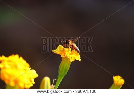 Close Up Of Giant Honey Bee (apis Dorsata) Gathering Honey From Yellow Marigold Flower In Summer, Ho