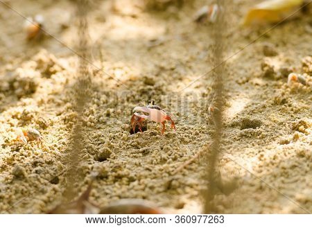 Uca Vocans, Fiddler Crab Walking In Mangrove Forest At Phuket Beach, Thailand